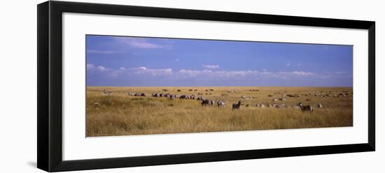 Zebra Migration, Masai Mara National Reserve, Kenya-null-Framed Photographic Print