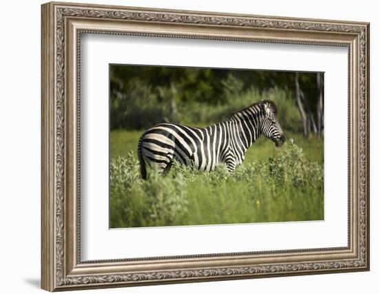 Zebra, Moremi Game Reserve, Botswana, Africa-David Wall-Framed Photographic Print
