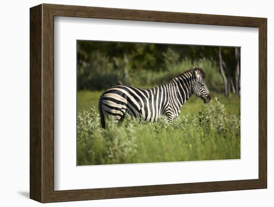 Zebra, Moremi Game Reserve, Botswana, Africa-David Wall-Framed Photographic Print