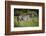 Zebra, Moremi Game Reserve, Botswana, Africa-David Wall-Framed Photographic Print