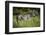 Zebra, Moremi Game Reserve, Botswana, Africa-David Wall-Framed Photographic Print