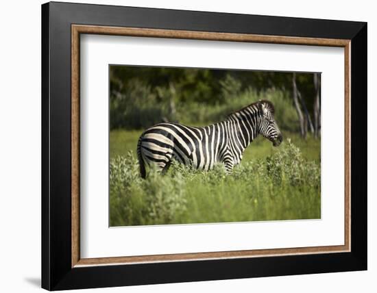 Zebra, Moremi Game Reserve, Botswana, Africa-David Wall-Framed Photographic Print