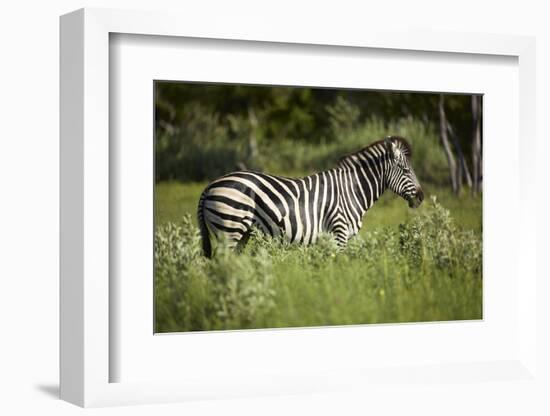 Zebra, Moremi Game Reserve, Botswana, Africa-David Wall-Framed Photographic Print