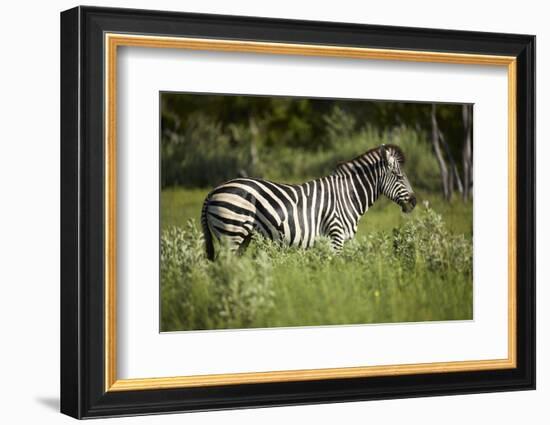 Zebra, Moremi Game Reserve, Botswana, Africa-David Wall-Framed Photographic Print