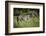 Zebra, Moremi Game Reserve, Botswana, Africa-David Wall-Framed Photographic Print