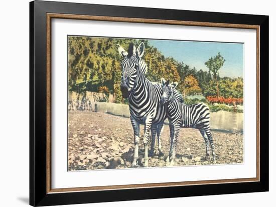 Zebra Mother and Colt-null-Framed Art Print