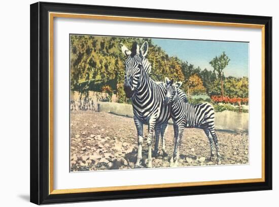 Zebra Mother and Colt-null-Framed Art Print