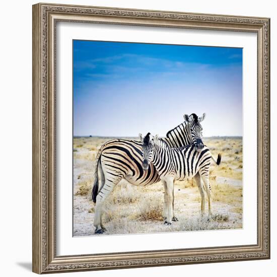 Zebra Mother and Her Foal in Etosha National Park,Namibia-brytta-Framed Photographic Print