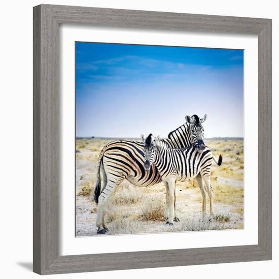 Zebra Mother and Her Foal in Etosha National Park,Namibia-brytta-Framed Photographic Print