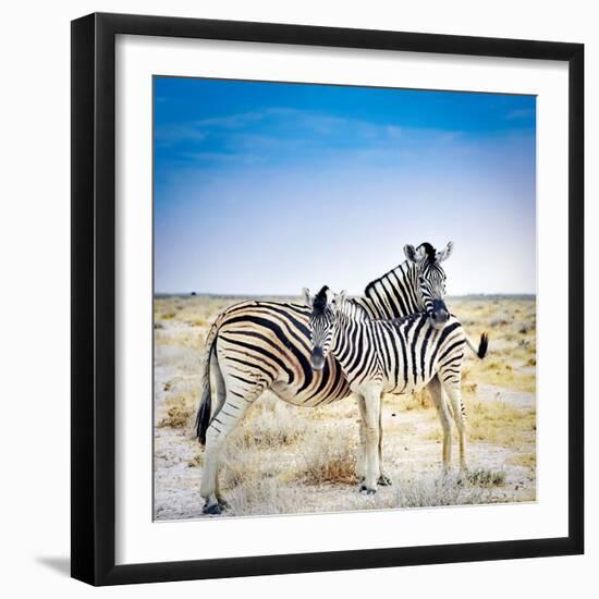 Zebra Mother and Her Foal in Etosha National Park,Namibia-brytta-Framed Photographic Print