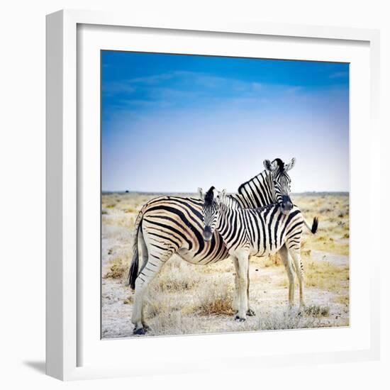 Zebra Mother and Her Foal in Etosha National Park,Namibia-brytta-Framed Photographic Print