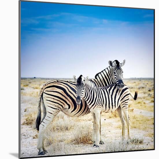 Zebra Mother and Her Foal in Etosha National Park,Namibia-brytta-Mounted Photographic Print