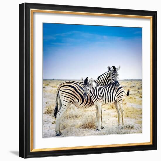 Zebra Mother and Her Foal in Etosha National Park,Namibia-brytta-Framed Photographic Print