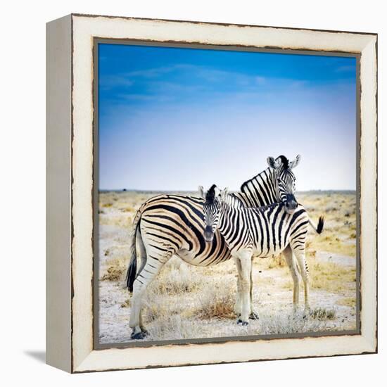 Zebra Mother and Her Foal in Etosha National Park,Namibia-brytta-Framed Premier Image Canvas