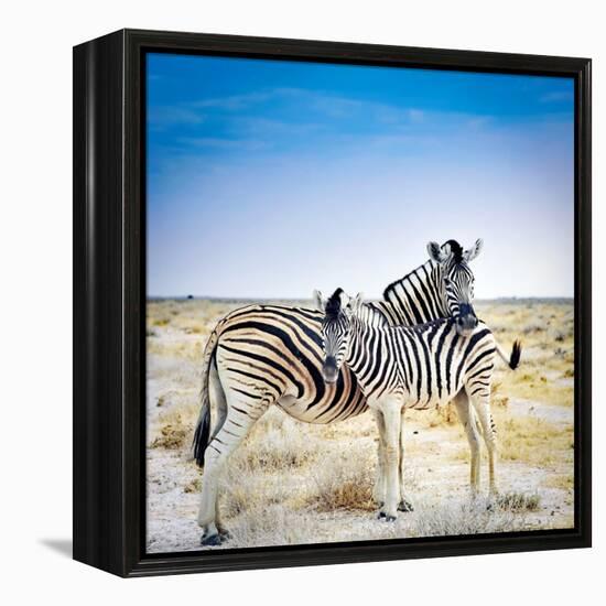 Zebra Mother and Her Foal in Etosha National Park,Namibia-brytta-Framed Premier Image Canvas