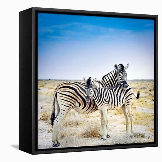 Zebra Mother and Her Foal in Etosha National Park,Namibia-brytta-Framed Premier Image Canvas