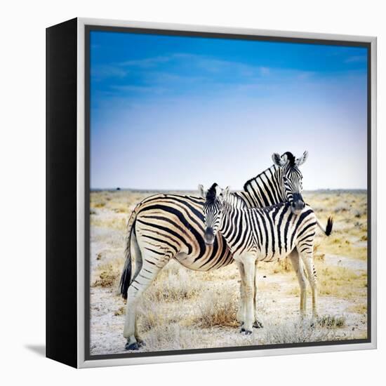 Zebra Mother and Her Foal in Etosha National Park,Namibia-brytta-Framed Premier Image Canvas