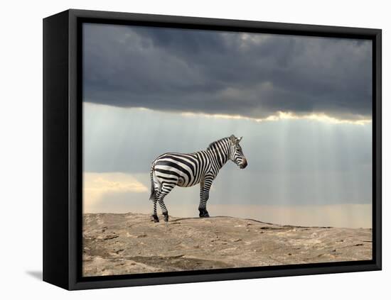 Zebra on Stone in Africa, National Park of Kenya-Volodymyr Burdiak-Framed Premier Image Canvas