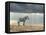 Zebra on Stone in Africa, National Park of Kenya-Volodymyr Burdiak-Framed Premier Image Canvas