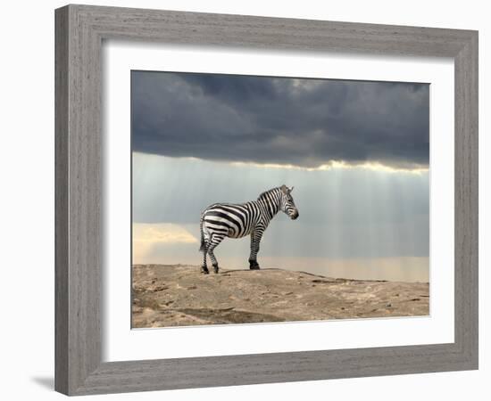 Zebra on Stone in Africa, National Park of Kenya-Volodymyr Burdiak-Framed Photographic Print