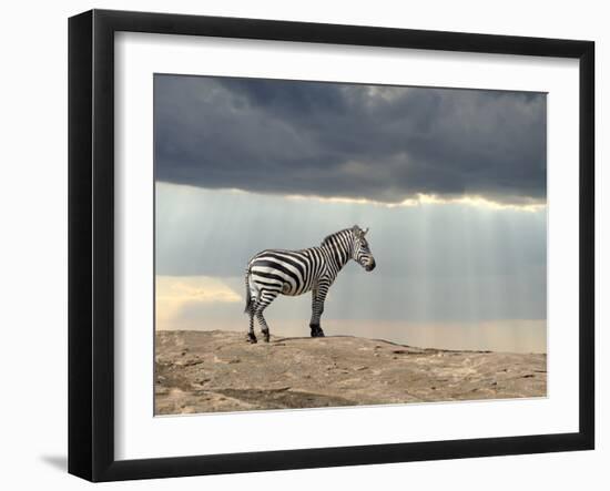 Zebra on Stone in Africa, National Park of Kenya-Volodymyr Burdiak-Framed Photographic Print