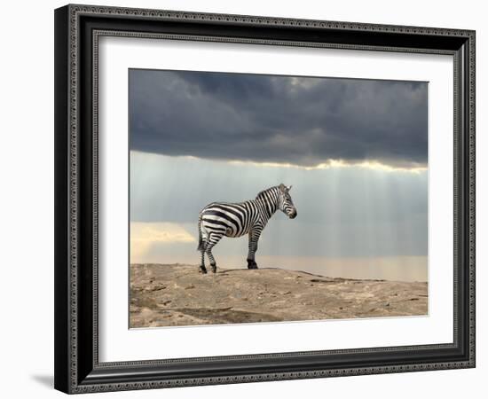 Zebra on Stone in Africa, National Park of Kenya-Volodymyr Burdiak-Framed Photographic Print