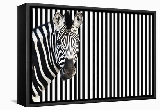 Zebra on Striped Background, Looking at Camera-null-Framed Stretched Canvas