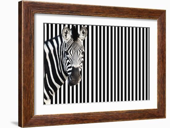 Zebra on Striped Background, Looking at Camera-null-Framed Photo