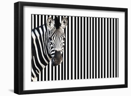 Zebra on Striped Background, Looking at Camera-null-Framed Photo