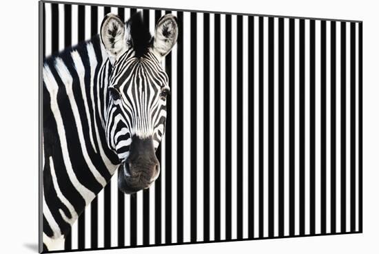 Zebra on Striped Background, Looking at Camera-null-Mounted Photo