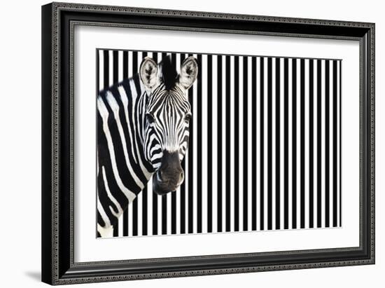 Zebra on Striped Background, Looking at Camera-null-Framed Photo