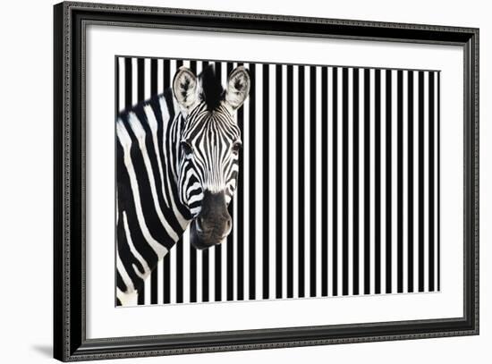 Zebra on Striped Background, Looking at Camera-null-Framed Photo