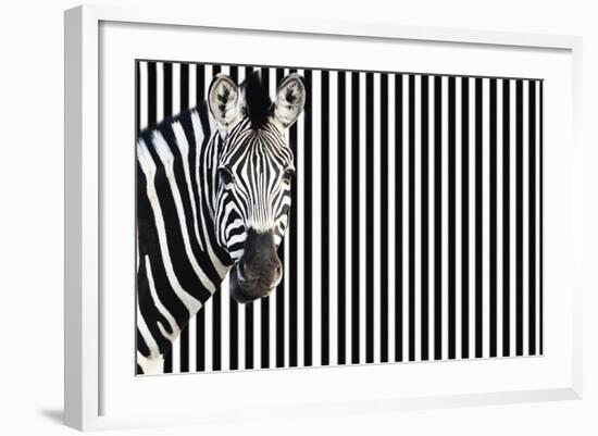 Zebra on Striped Background, Looking at Camera-null-Framed Photo