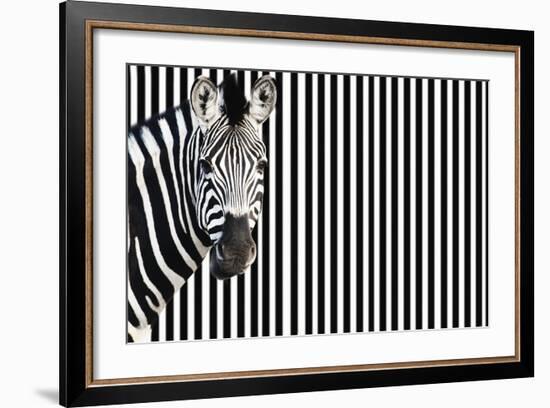 Zebra on Striped Background, Looking at Camera-null-Framed Photo