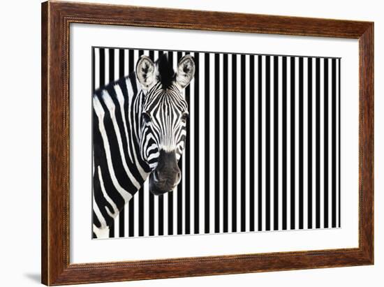 Zebra on Striped Background, Looking at Camera-null-Framed Photo