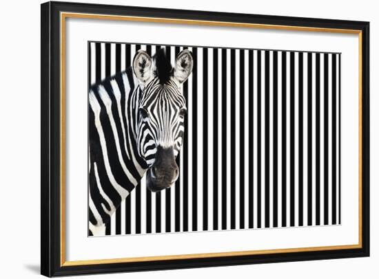 Zebra on Striped Background, Looking at Camera-null-Framed Photo