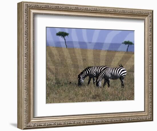 Zebra on the Serengeti, Kenya-Bill Bachmann-Framed Photographic Print