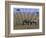 Zebra on the Serengeti, Kenya-Bill Bachmann-Framed Photographic Print