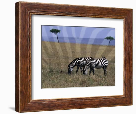 Zebra on the Serengeti, Kenya-Bill Bachmann-Framed Photographic Print