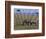 Zebra on the Serengeti, Kenya-Bill Bachmann-Framed Photographic Print