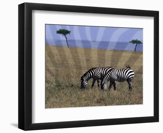 Zebra on the Serengeti, Kenya-Bill Bachmann-Framed Photographic Print