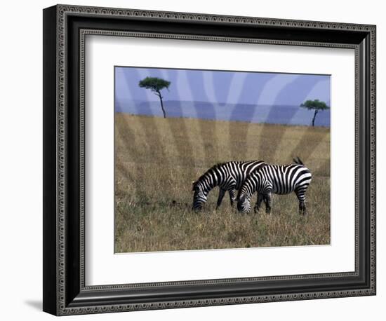 Zebra on the Serengeti, Kenya-Bill Bachmann-Framed Photographic Print