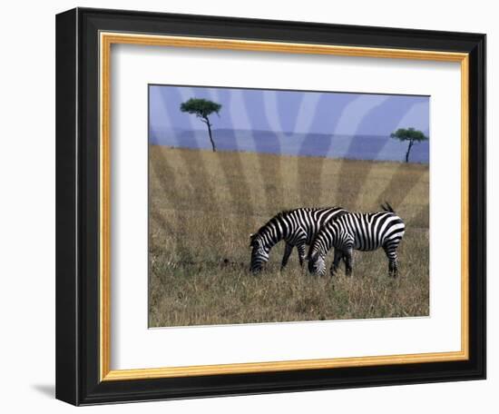 Zebra on the Serengeti, Kenya-Bill Bachmann-Framed Photographic Print