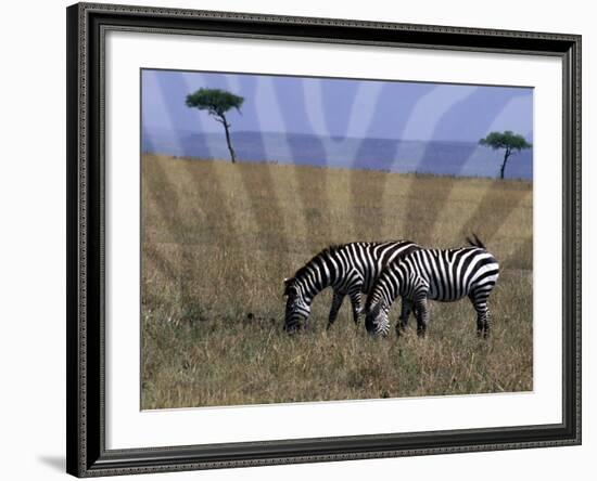 Zebra on the Serengeti, Kenya-Bill Bachmann-Framed Photographic Print