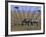 Zebra on the Serengeti, Kenya-Bill Bachmann-Framed Photographic Print