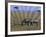 Zebra on the Serengeti, Kenya-Bill Bachmann-Framed Photographic Print