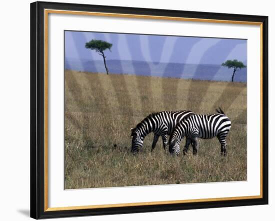 Zebra on the Serengeti, Kenya-Bill Bachmann-Framed Photographic Print