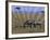 Zebra on the Serengeti, Kenya-Bill Bachmann-Framed Photographic Print