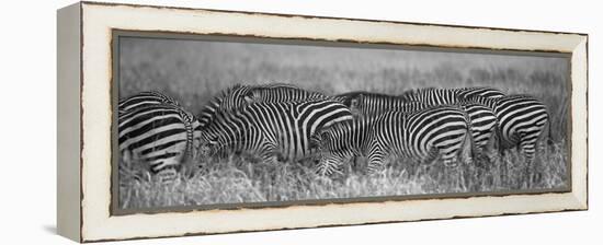 Zebra Patterns-Scott Bennion-Framed Stretched Canvas