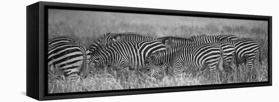 Zebra Patterns-Scott Bennion-Framed Stretched Canvas